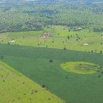 criação de soja no pantanal