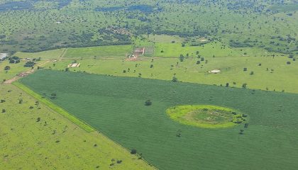 criação de soja no pantanal