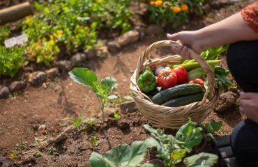 projeto de lei para agricultura familiar agroecológica