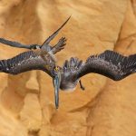 falcão real atacando pelicano é a vencedora de concurso de fotos de aves