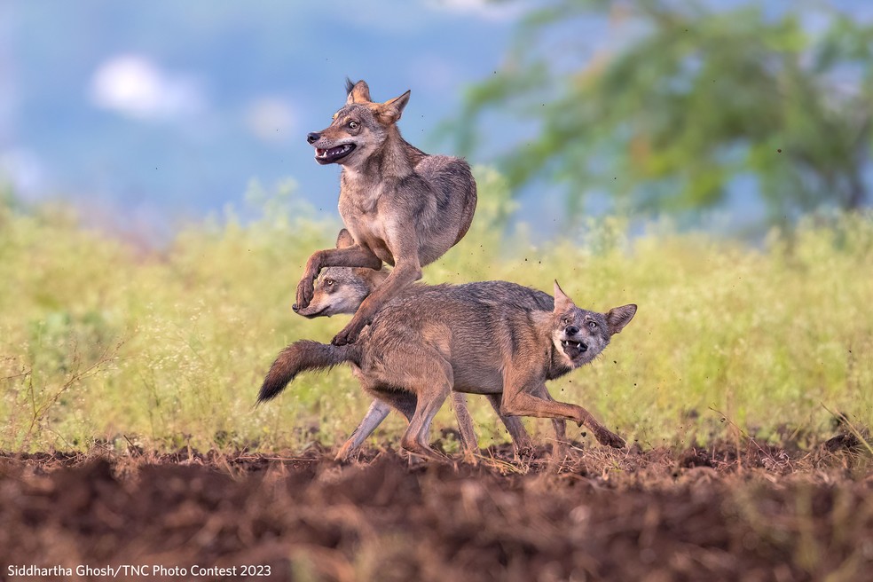 1º lugar categoria "mamíferos": três lobos saltando no ar mostrando seu entusiasmo e companheirismo — Foto: Siddhartha Ghosh/TNC Photo Contest 2023