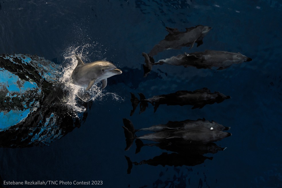 Os golfinhos brincam nas ondas a cada navio que passa — Foto: Estebane Rezkallah/TNC Photo Contest 2023
