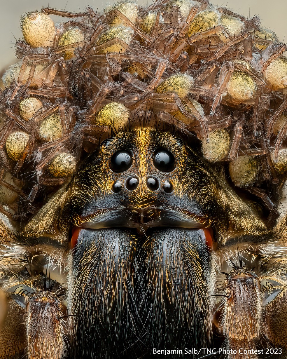 1º lugar categoria 'insetos e aracnídeos': imagem mostra uma aranha-lobo com seus filhotes — Foto: Benjamin Salb/TNC Photo Contest 2023