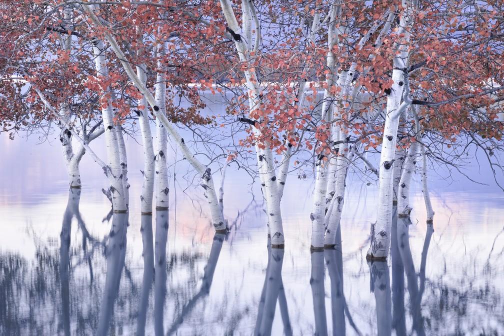 Primeiro lugar como fotografia de paisagem do ano mostra árvores à beira do Lago Abraham em Alberta, no Canadá — Foto: Blake Randall/Tenth International Landscape Photographer of the Year/Divulgação