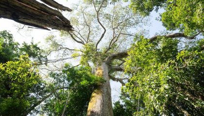 arvores gingantes da amazônia