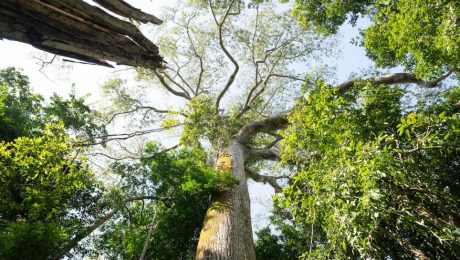 arvores gingantes da amazônia